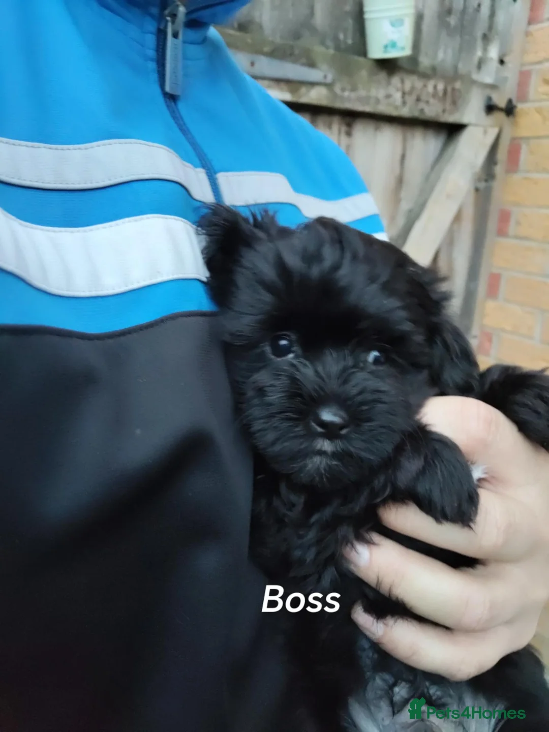Yorkshire Terrier dogs for sale: Puppy's  in Peterborough - Advert 1