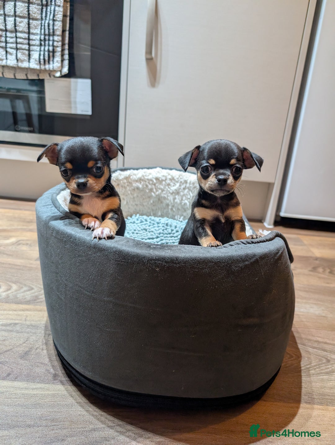 Chihuahua dogs for sale: 2 chihuahua puppies  - Image 16