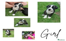 Mixed Breed dogs for sale: Ready to collect – Cane Corso puppies  - Image 2