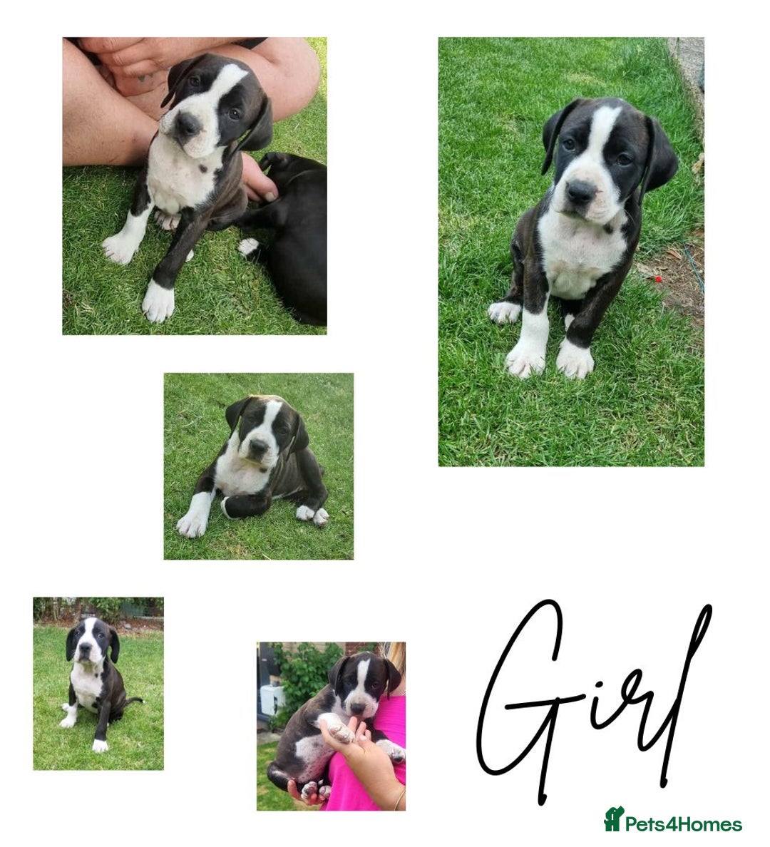 Mixed Breed dogs for sale: Ready to collect – Cane Corso puppies  - Image 2