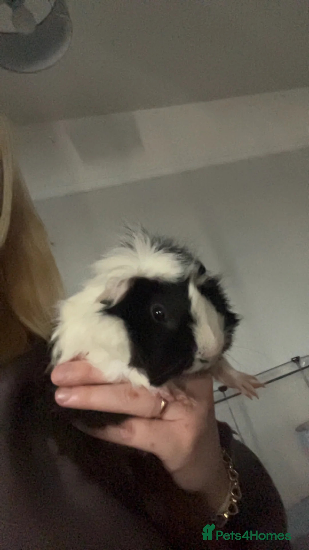 Guinea Pig rodents for sale: Two male bonded guinea pigs  - Advert 4