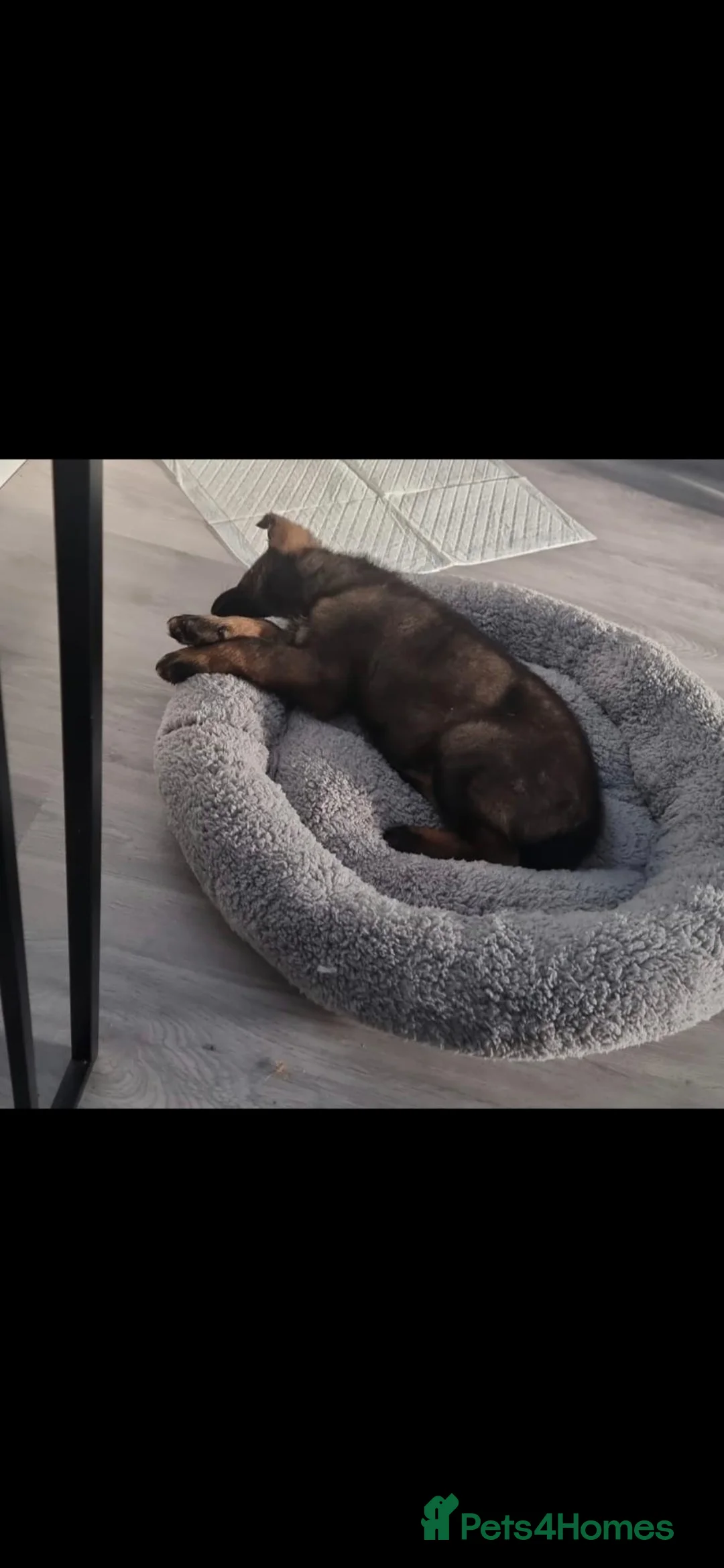 German Shepherd dogs for sale: ❤️ BRUNO IS LOOKING FOR HIS FOREVER HOME 🐾 in Northampton - Advert 2