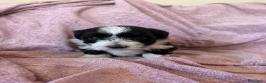 Havanese 4