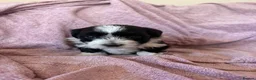 Havanese dogs for sale: Gorgeous litter of Havanese puppies. - Advert 34