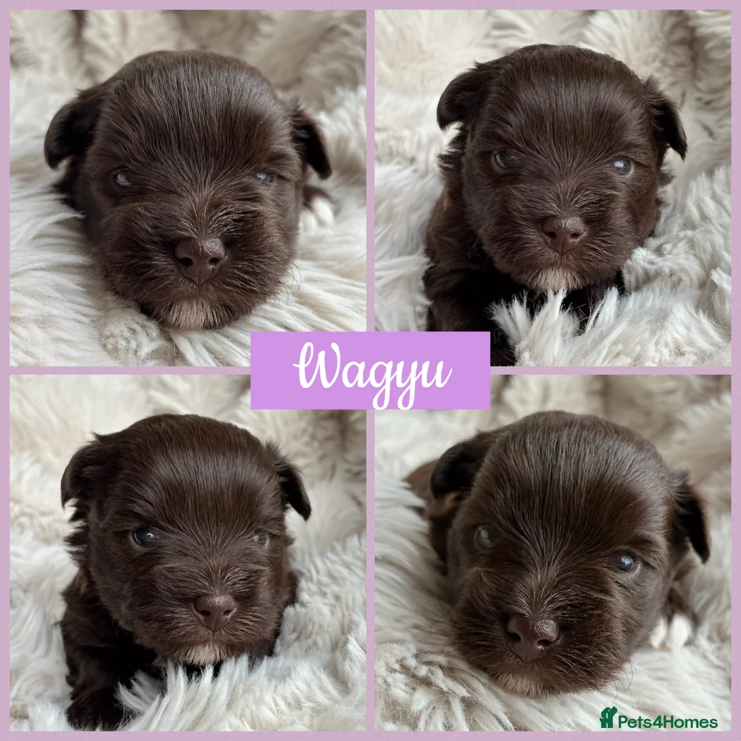 Miniature Schnauzer dogs for sale: 1 CHOC GIRL - KC TOY/MINI SCHNAUZER MAC/BVA CLEAR - Advert 2