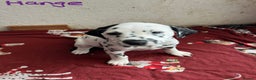 Dalmatian dogs for sale: Stunning Dalmatian puppies KC reg show winners - Advert 3