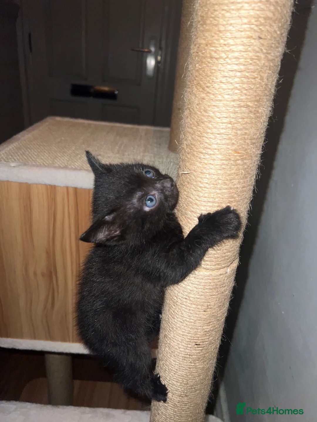 British Shorthair cats for sale: 3 British Shorthair Kittens for sale - Advert 2