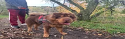 Shar Pei dogs for stud: Choc and tan top quality Sharpei stud  - Advert 6