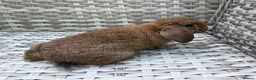 Mini Lop rabbits for sale: Pure bred mini lops - Advert 28