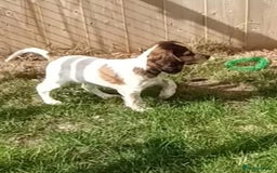 Cocker Spaniel dogs for sale: Ready Now Kc Reg Cocker Spaniel Puppies  - Image 9