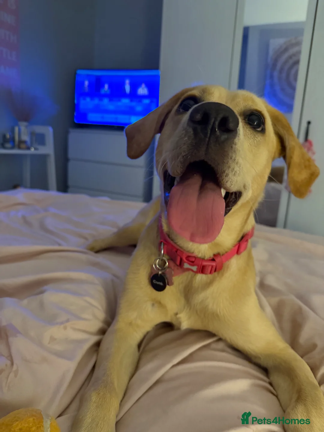 Labrador Retriever dogs for sale: Golden Labrador puppy for rehoming - Advert 1