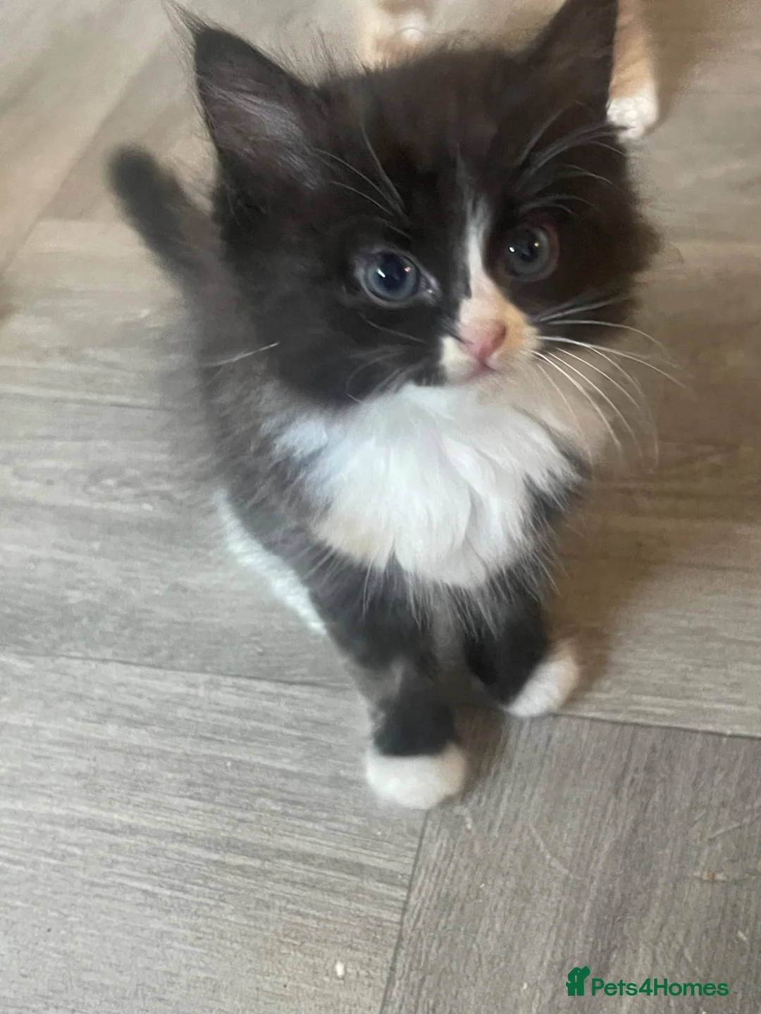Ragdoll cats for sale: stunning doll face persian cross ragdoll  - Advert 2