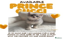 Scottish Fold cats for sale: 🐾 Stunning Scottish Fold Kittens - Ready Soon!🐾 - Image 2