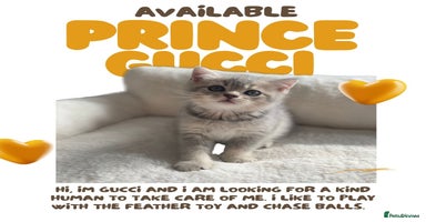Scottish Fold cats - Advert 3