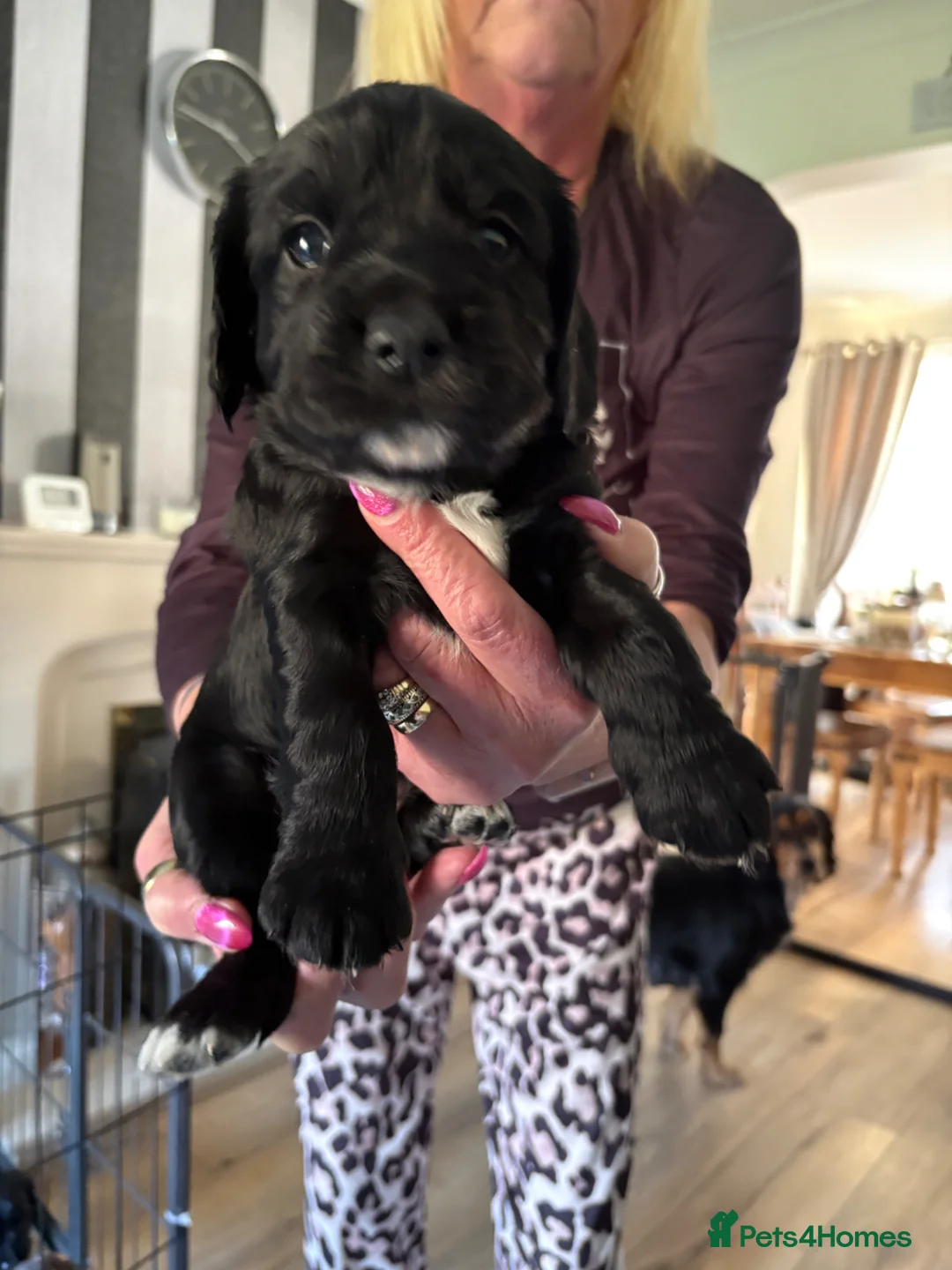 Sprocker dogs for sale: Sprocker spaniel puppies  - Advert 7