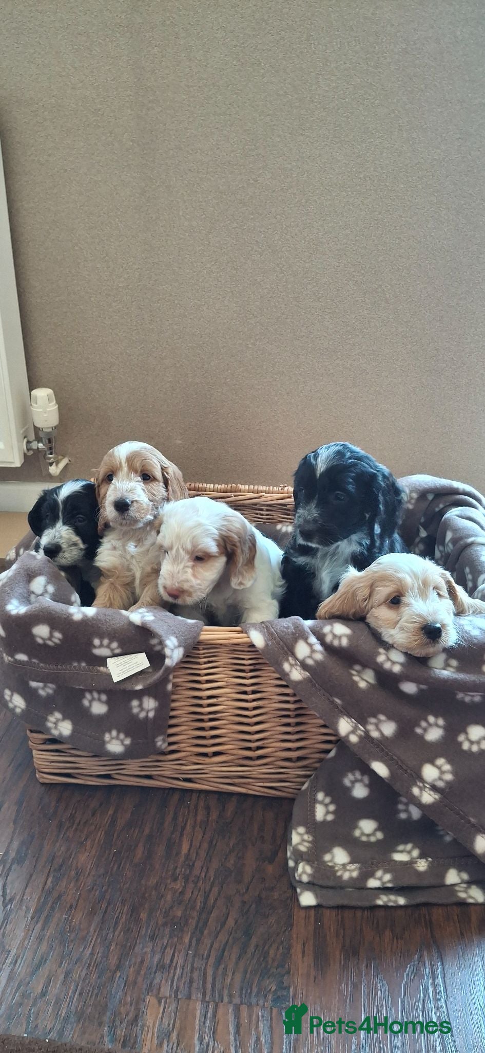 Cockapoo dogs Cockerpoos - Advert 1