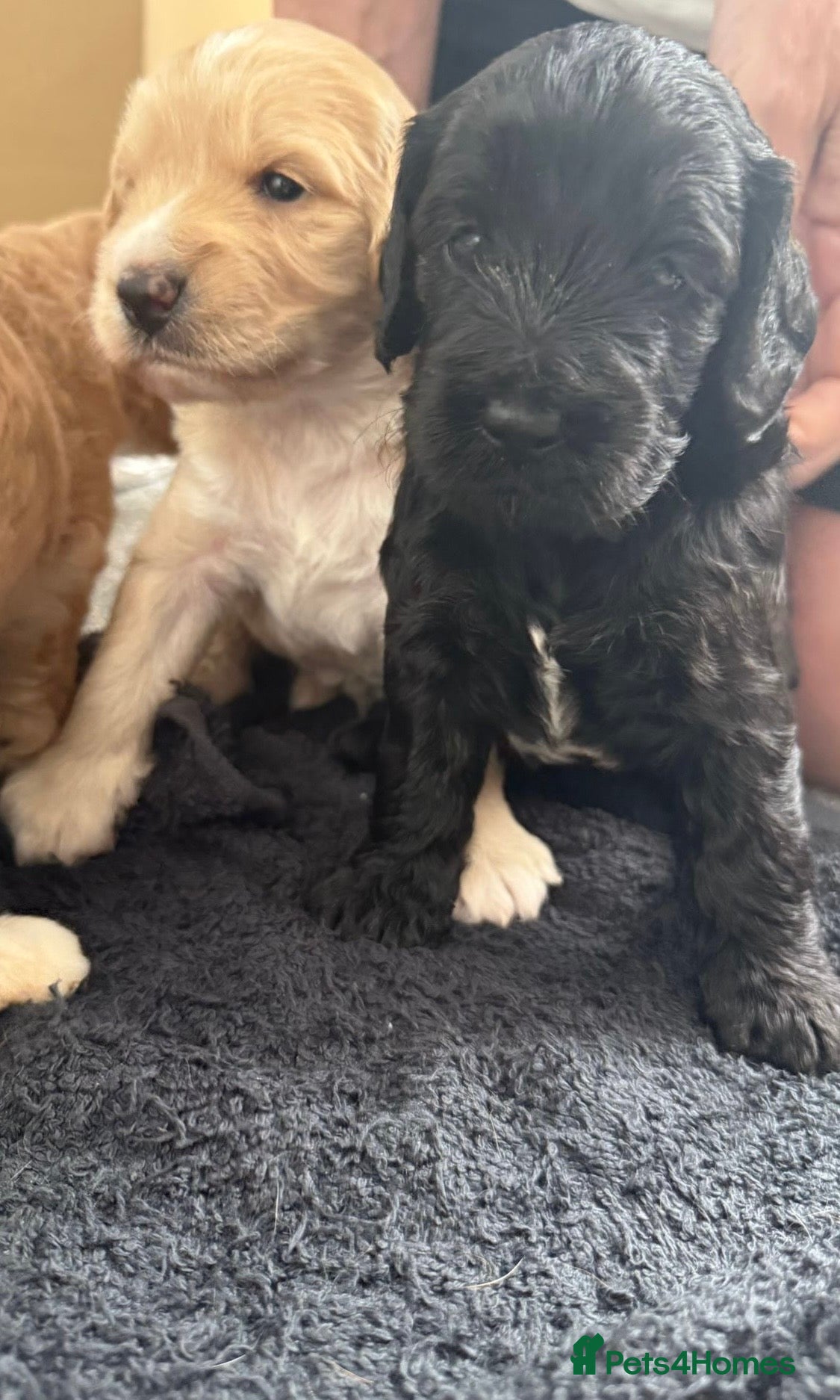 Cockapoo dogs for sale: Cockerpoo F1b puppies  in Hailsham - Advert 16
