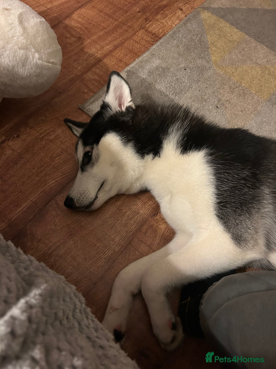 Siberian Husky dogs for sale: Siberian husky 9 months old  - Image 2