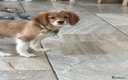 Cavalier King Charles Spaniel dogs for sale: Boy and girls available  - Advert 1