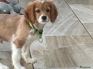 Cavalier King Charles Spaniel dogs Boy and girls available - Advert 1