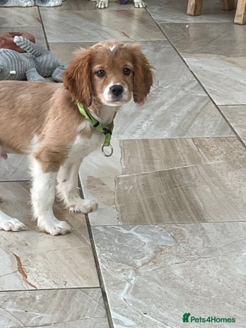 Cavalier King Charles Spaniel dogs Boy and girls available - Advert 1