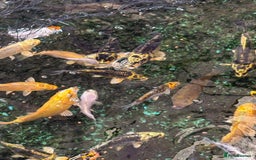 Koi Carp fish for sale: UK koi carp  - Image 30