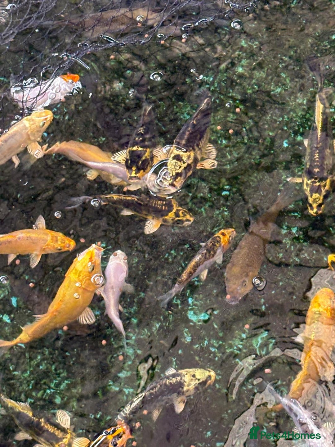 Koi Carp fish for sale: UK koi carp  - Image 30