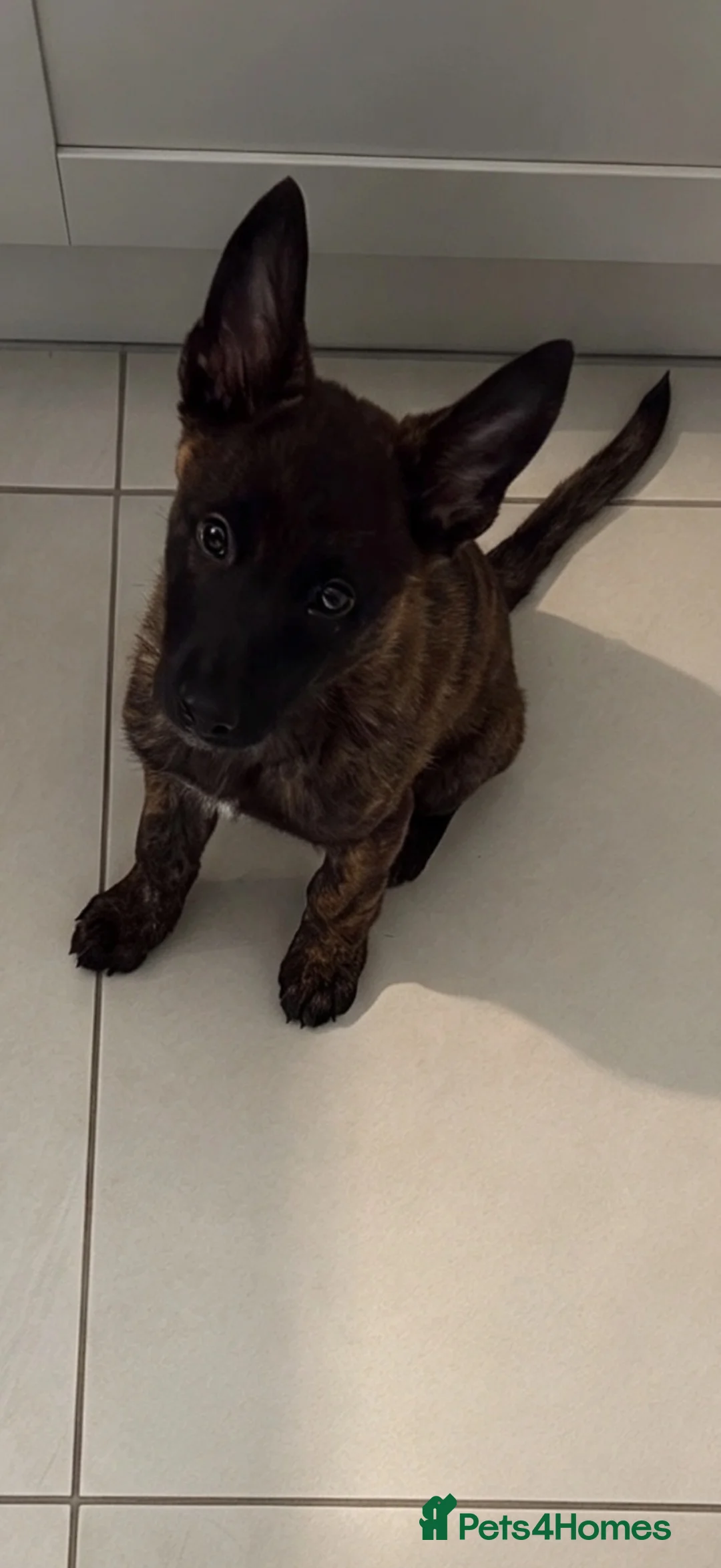Belgian Shepherd Dog dogs for sale: Dutch Shepard Female 13 weeks old  - Advert 4