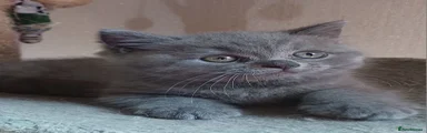 British Shorthair 1