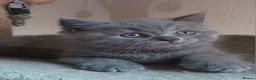 British Shorthair cats for sale: Beautiful British Shorthair Kittens for Sale - Advert 12