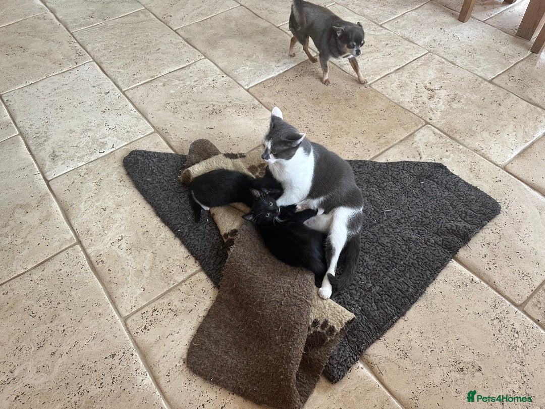 Mixed Breed cats for sale: Beautiful Boys READY NOW - Image 4