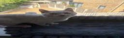 British Shorthair cats for sale: Ready now. Beautiful kitten 🐾❤️ - Advert 6