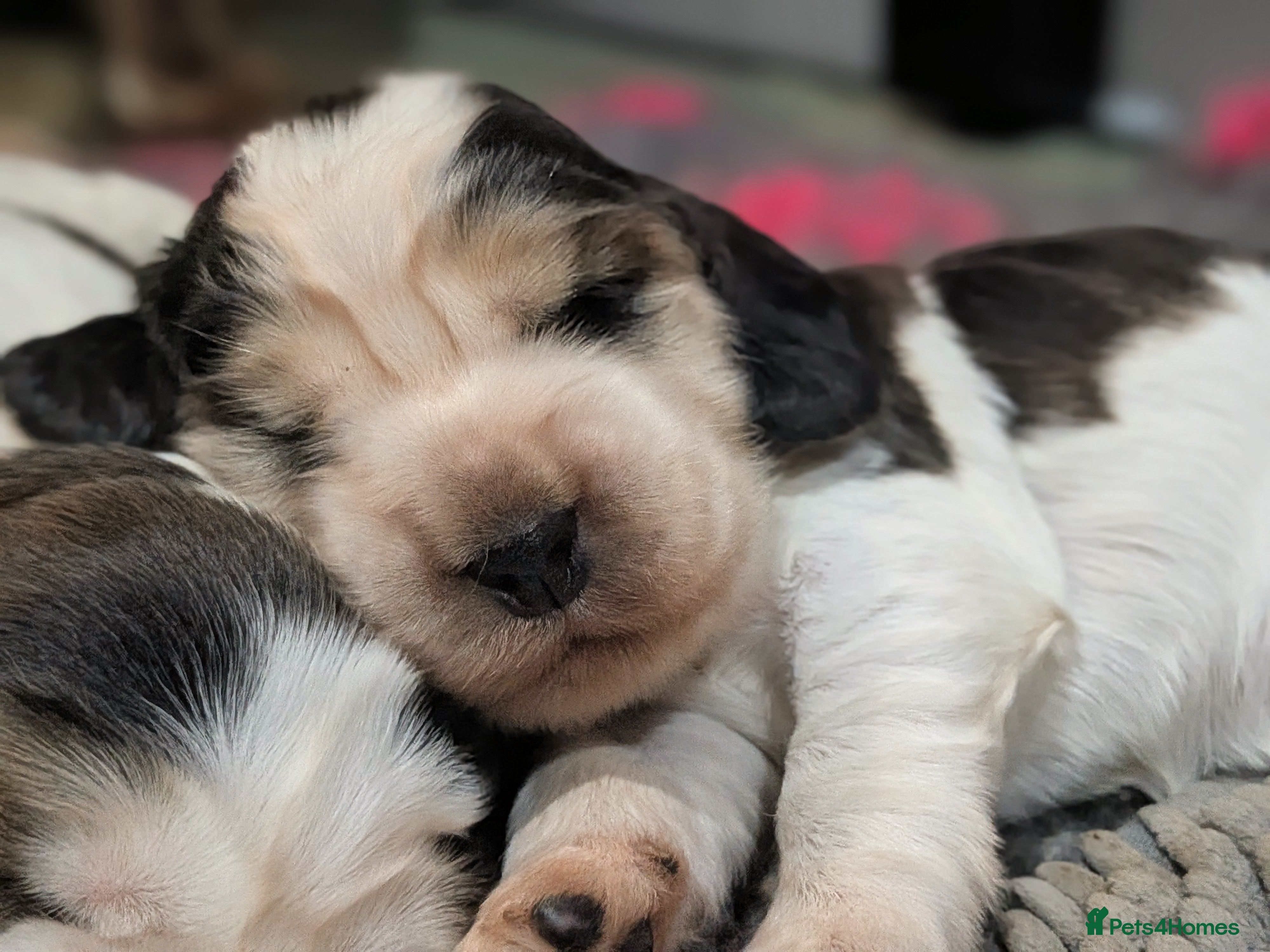 Cocker Spaniel dogs Exceptional KC Registered Cocker Spaniel Puppies - Advert 2