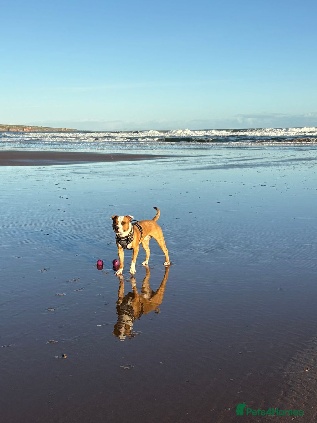 Staffordshire Bull Terrier dogs for sale: Male Staffordshire bull terrier  - Advert 3