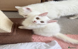 Persian cats for sale: Loving Persian x Maine Coon Kittens Indoors only - Image 15