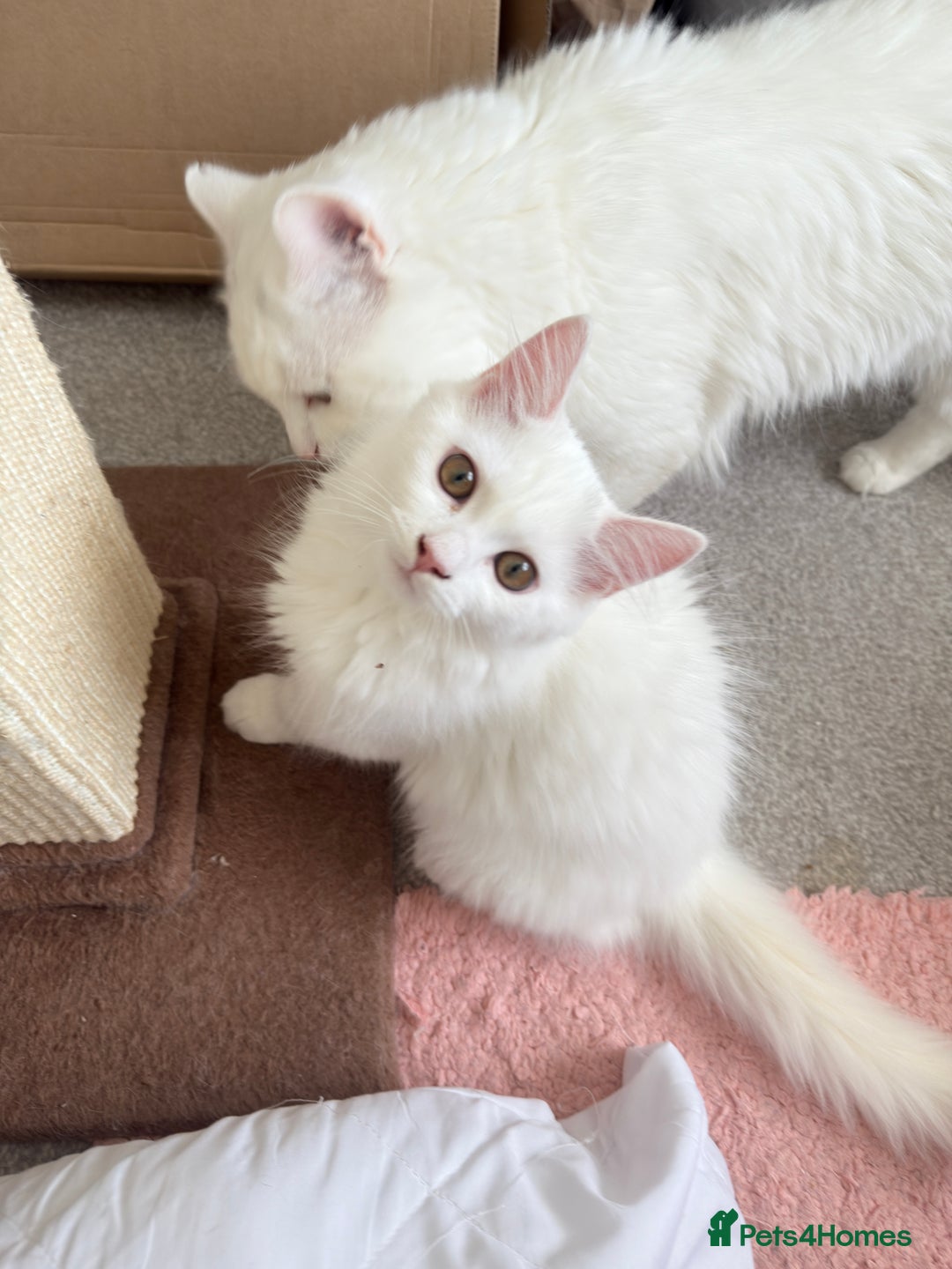 Persian cats for sale: Loving Persian x Maine Coon Kittens Indoors only - Image 15
