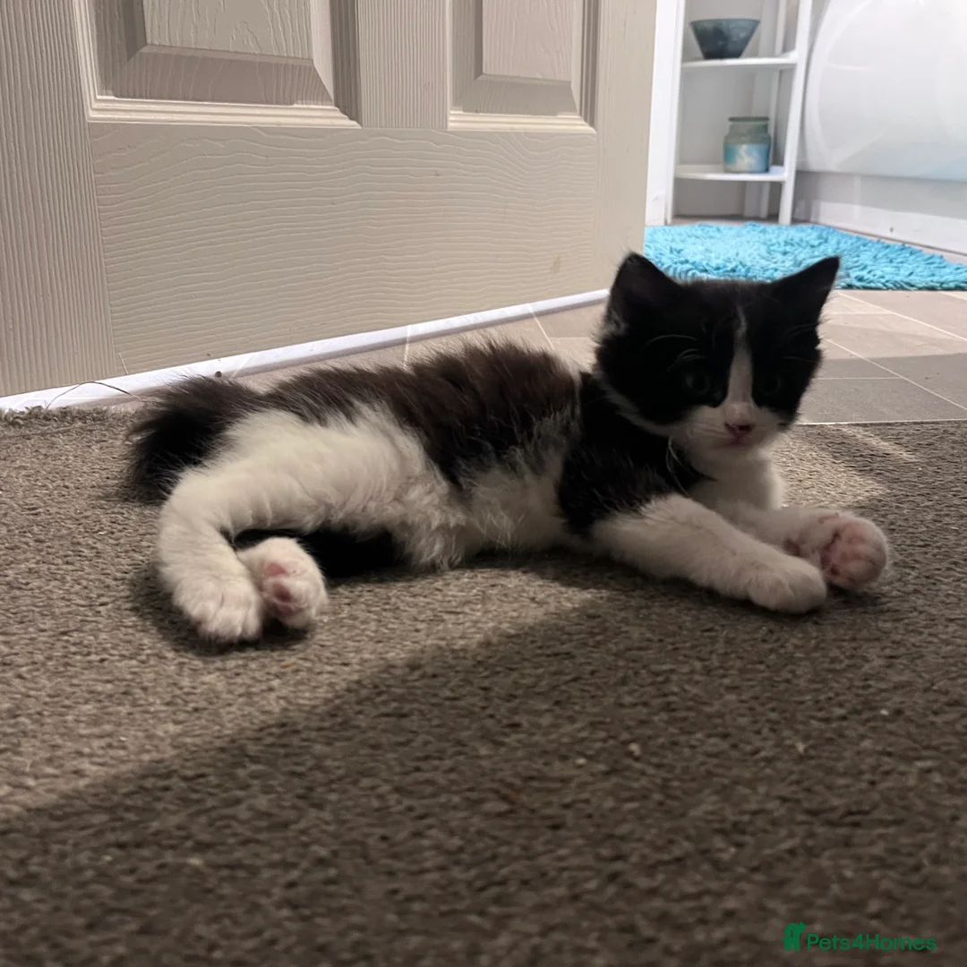 Mixed Breed cats for sale: Heart-Melting Kittens Ready for Forever Homes - Advert 5