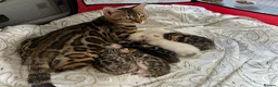 Bengal cats for stud: Impressive Stud Bengal TICA WCF reg in Harlow - Advert 30