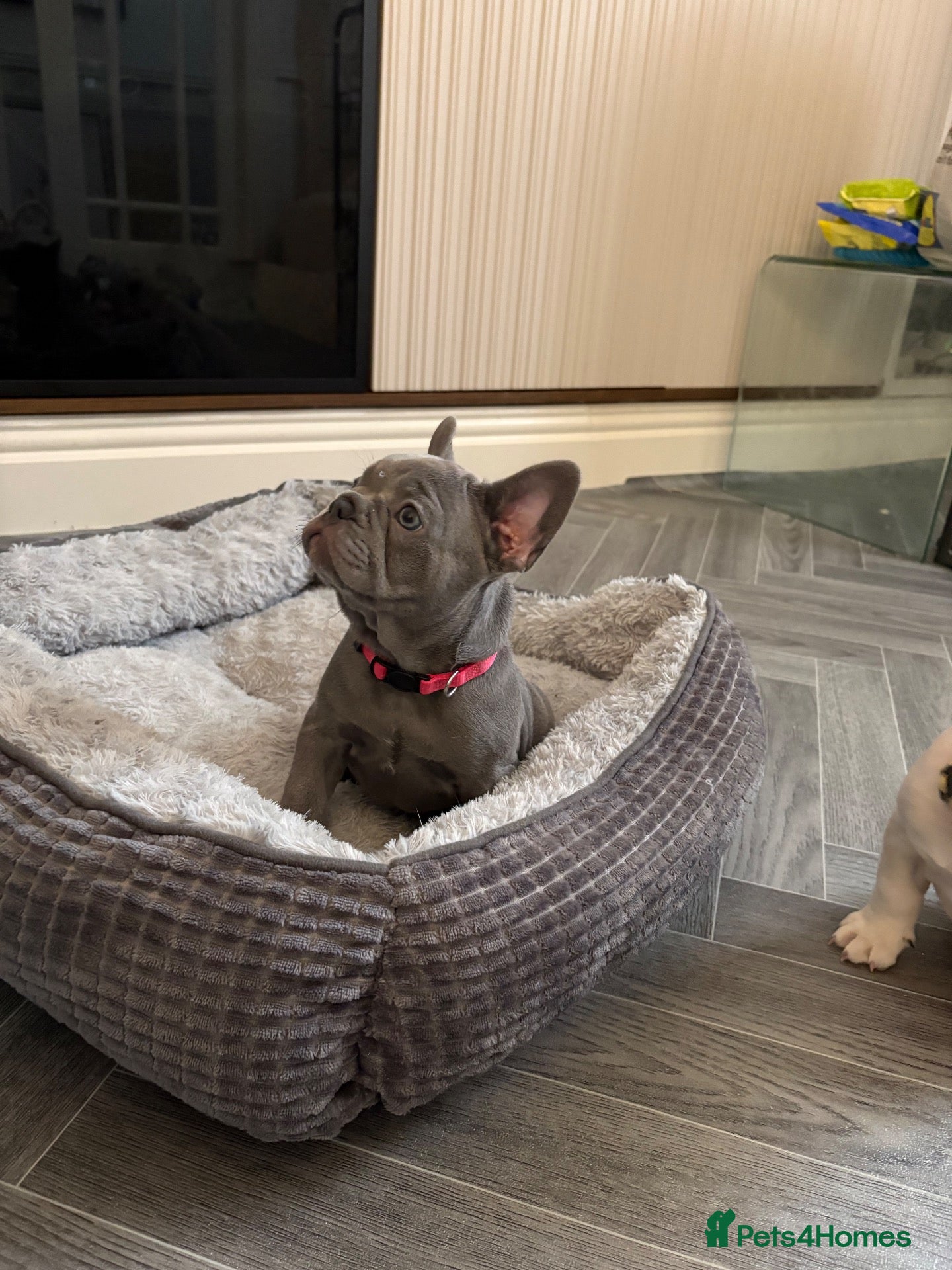 French Bulldog dogs French bulldog  - Advert 2