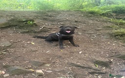 Mixed Breed dogs for sale: Lady fluffy bear coat shar pai mix  - Image 4