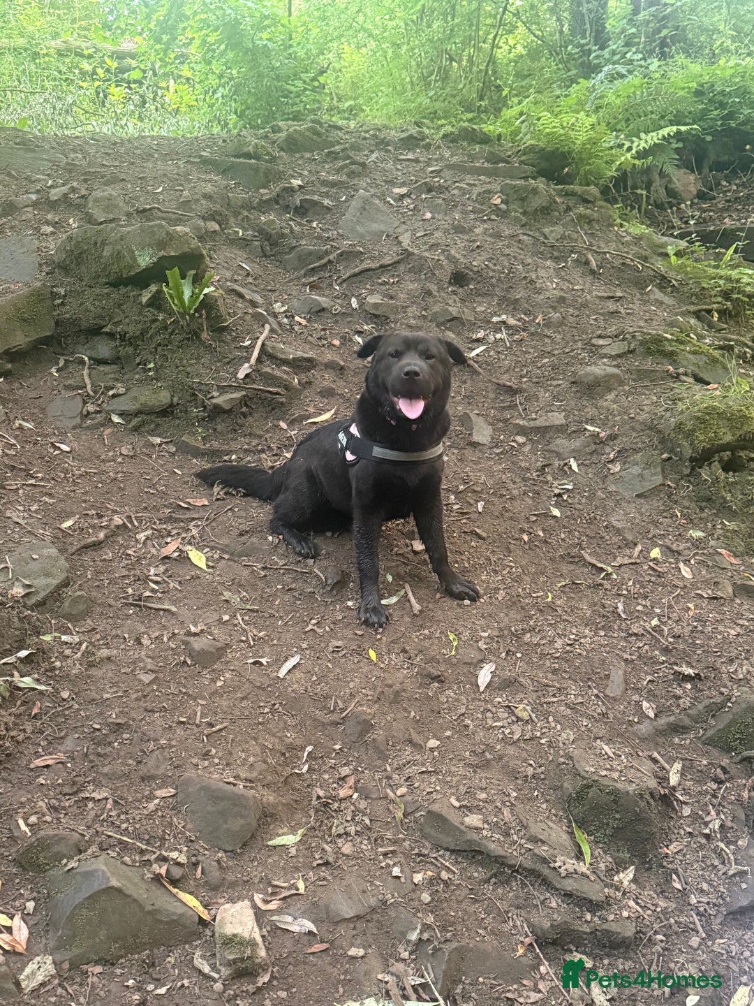 Mixed Breed dogs for sale: Lady fluffy bear coat shar pai mix  - Image 4