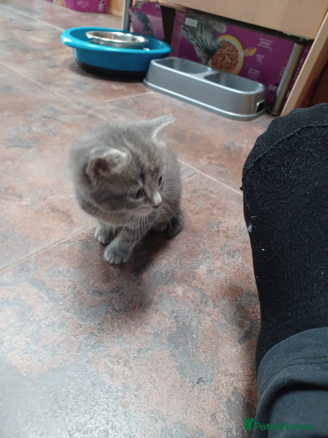 Mixed Breed cats for sale: Beautiful loving kittens  - Advert 1