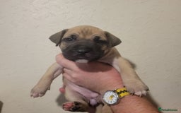 Presa Canario dogs for sale: Stunning litter of Presa Canario Puppies - Image 13
