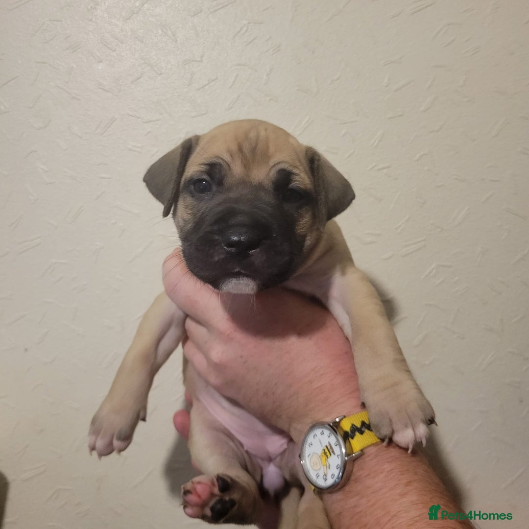 Presa Canario dogs for sale: Stunning litter of Presa Canario Puppies - Image 13