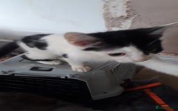 American Wirehair cats for sale: 3 kittens for Sale - Image 3