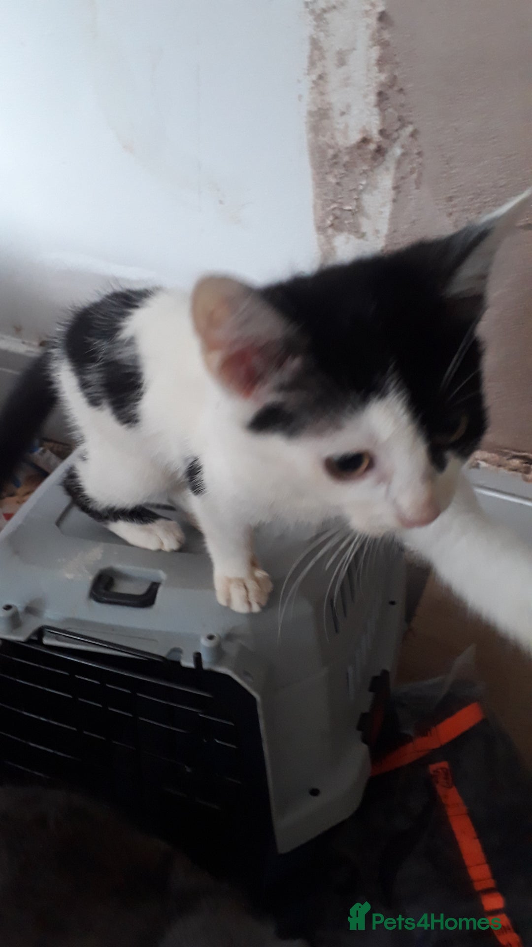 American Wirehair cats for sale: 3 kittens for Sale - Image 3