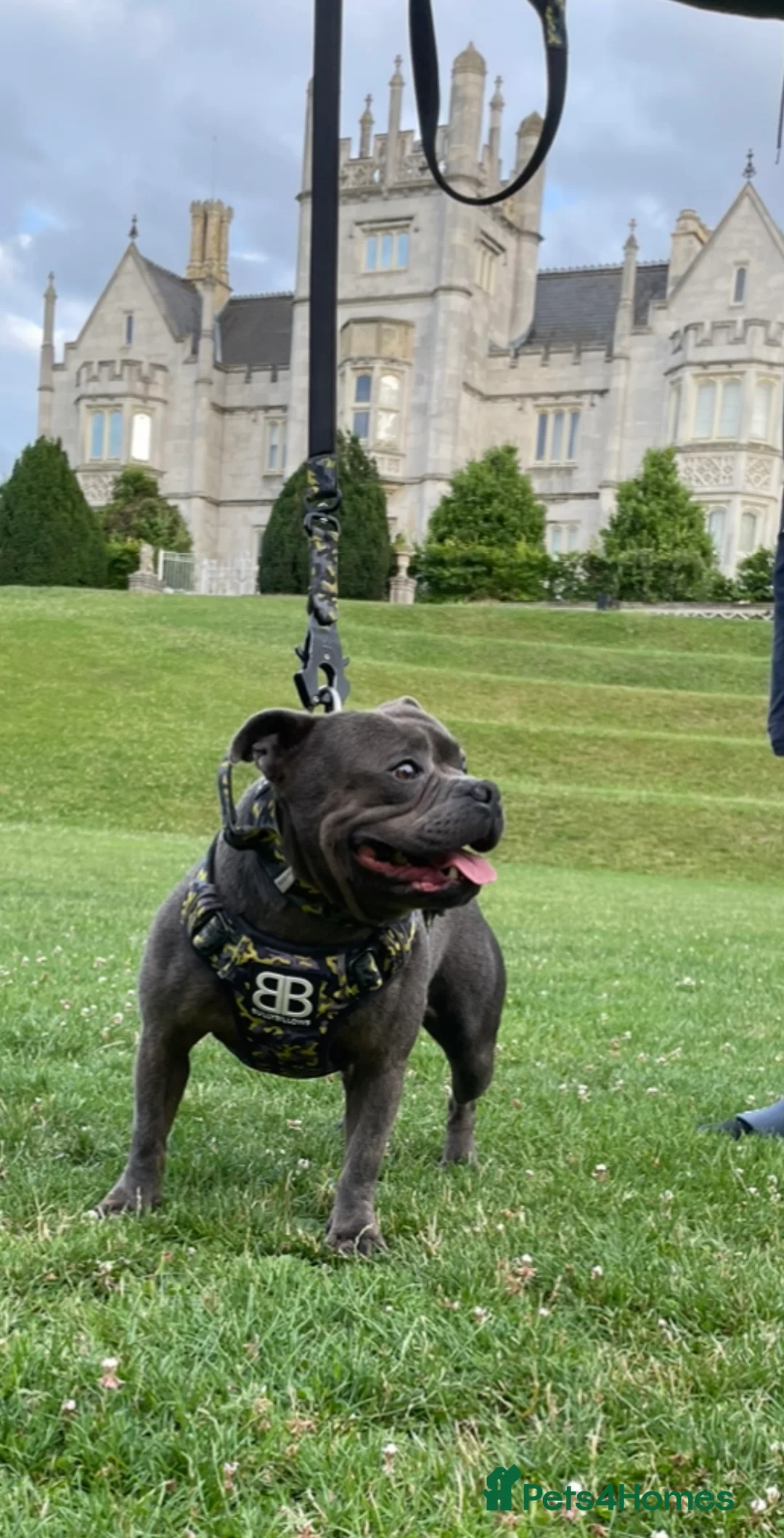 Staffordshire Bull Terrier dogs for stud: *THE UK'S TOP PRODUCING BLUE CHAMPION* in Faversham - Advert 11