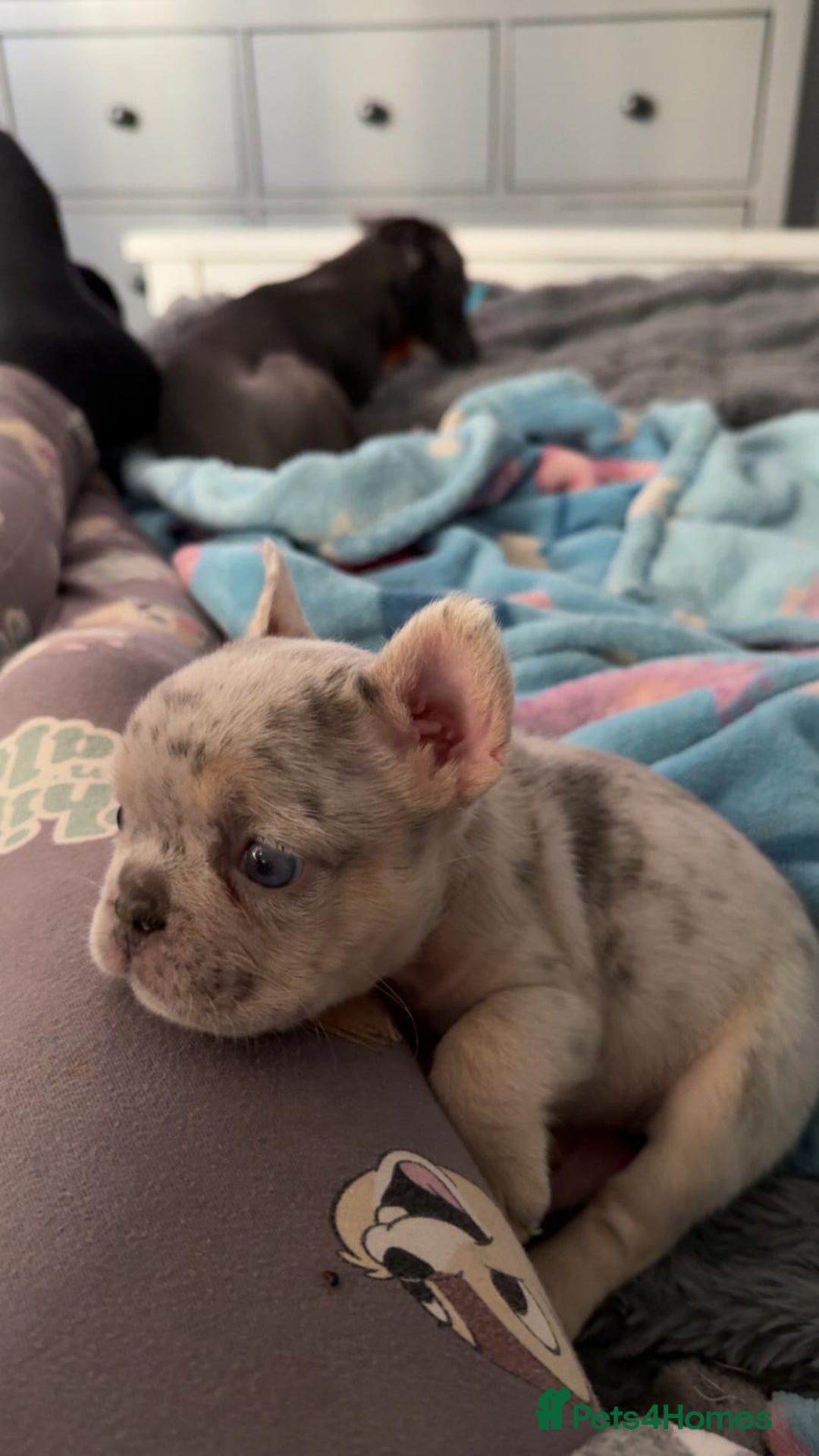 French Bulldog dogs for sale: Fluffy Carrier Girl - Advert 16