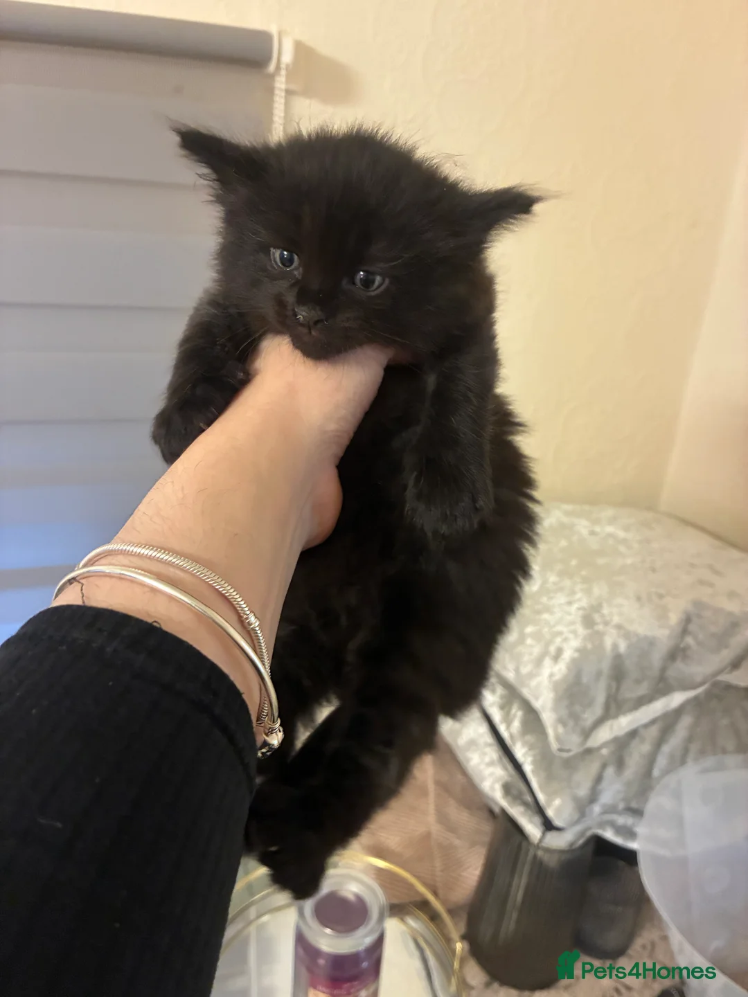 Turkish Angora cats for sale: Turkish angora male  - Advert 10