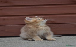British Shorthair cats for sale: Last kitten left: TICA Golden Black Shaded BSH/BLH - Image 17